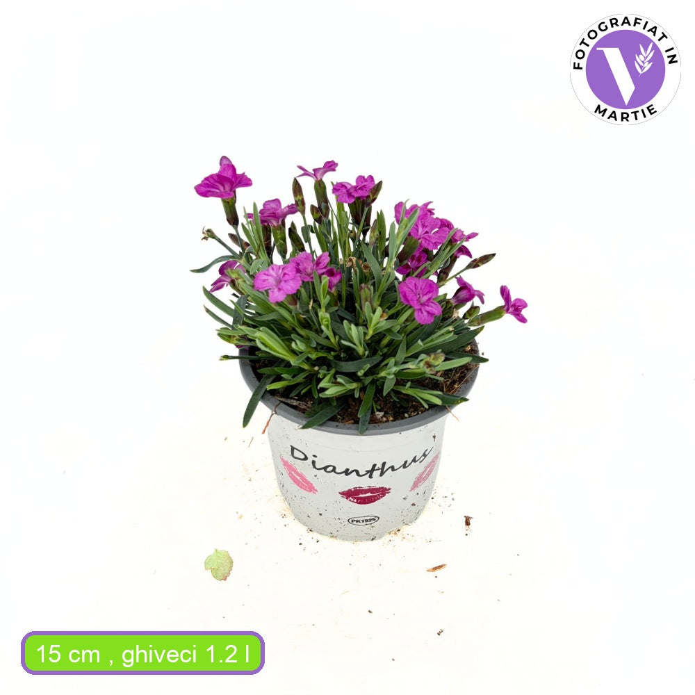 Карамфил (Dianthus) 'Picture Perfect' – ароматно многогодишно с двуцветни розови цветове