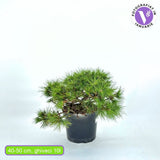 Pin Pitic Rosu Japonez (Pinus densiflora) Low Glow, cu ace verzi aprinse