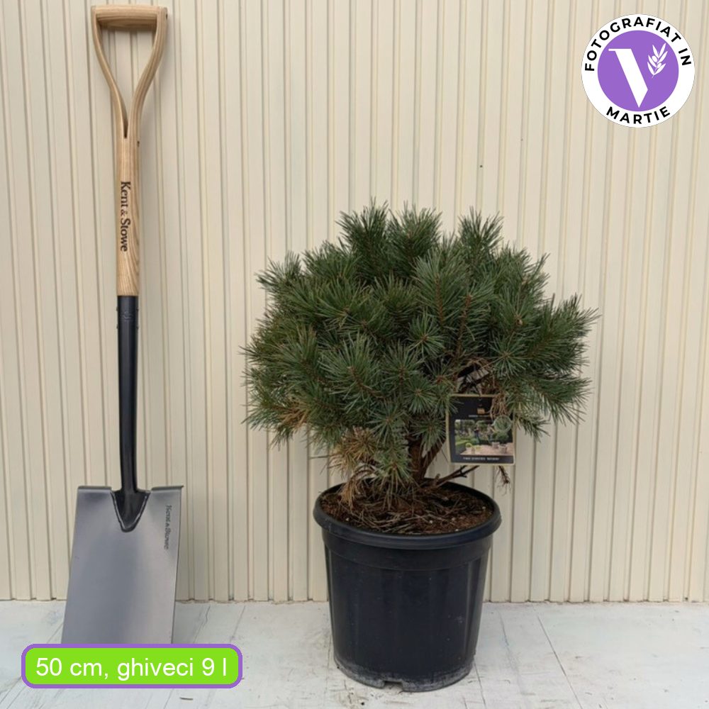 Шотландски бор Watereri дърво (Pinus Sylvestris), декоративен с компактна корона и бавен растеж, идеален солитер