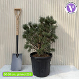 Шотландски бор Watereri дърво (Pinus Sylvestris), декоративен с компактна корона и бавен растеж, идеален солитер