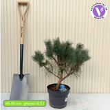 Шотландски бор Watereri дърво (Pinus Sylvestris), декоративен с компактна корона и бавен растеж, идеален солитер