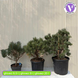 Шотландски бор Watereri дърво (Pinus Sylvestris), декоративен с компактна корона и бавен растеж, идеален солитер