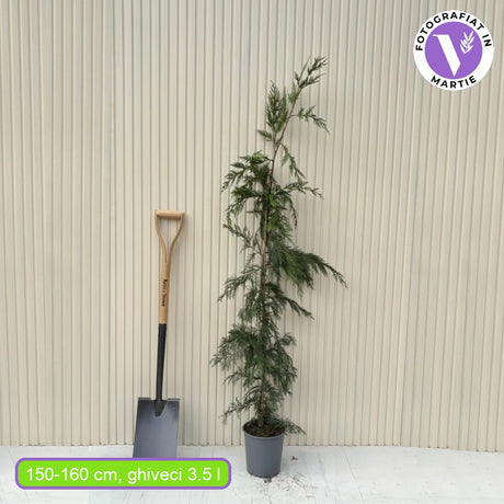 Кипарис Leylandii, бързорастящ вечнозелен жив плет, изключително устойчив иглолистен