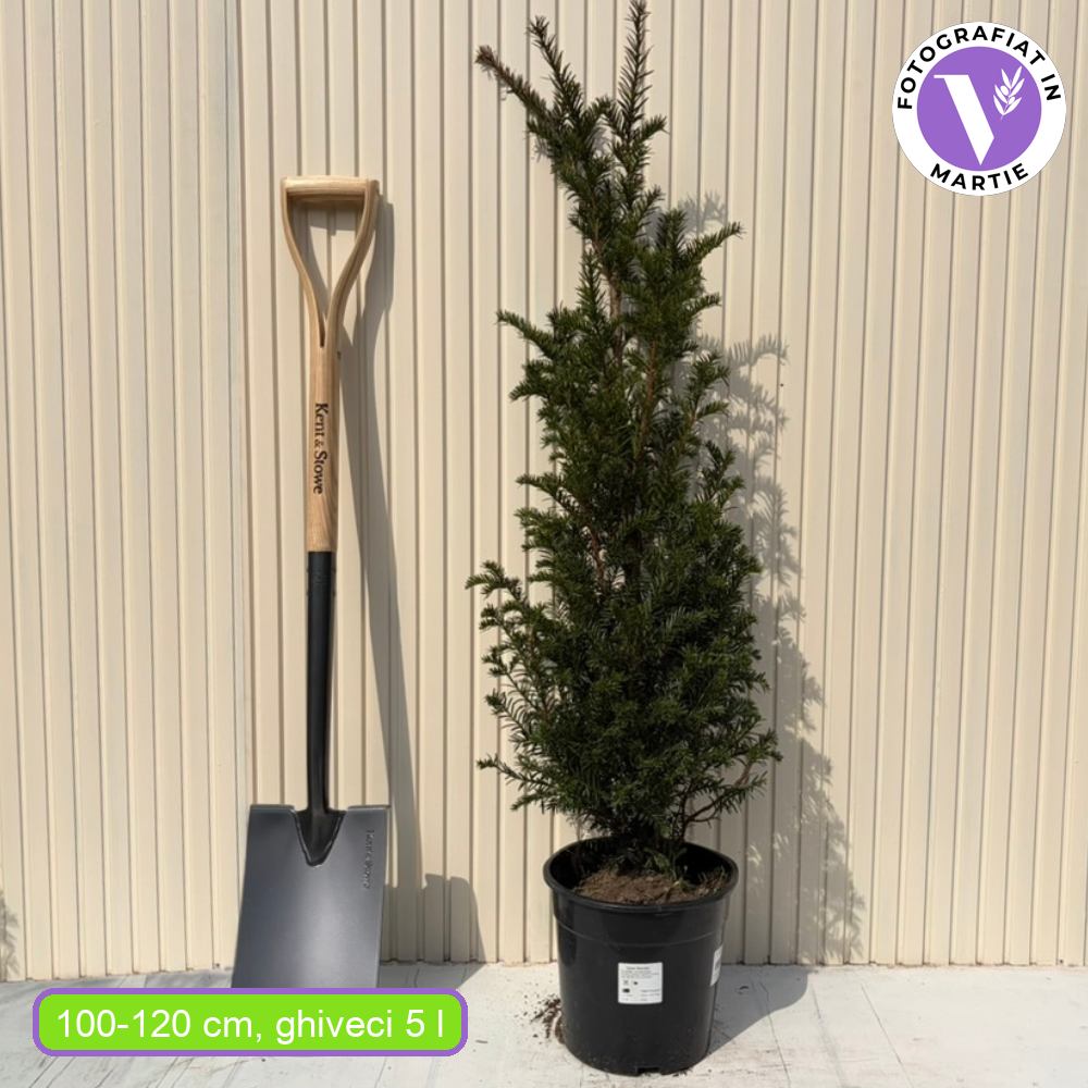 Тис – класическа вечнозелена жива ограда (Taxus baccata)