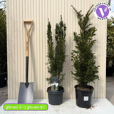 Тис – класическа вечнозелена жива ограда (Taxus baccata)