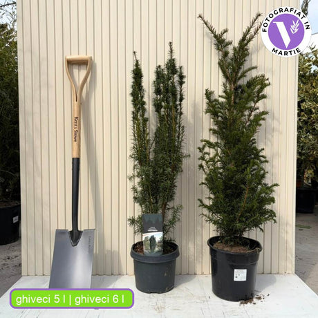 Тис – класическа вечнозелена жива ограда (Taxus baccata)