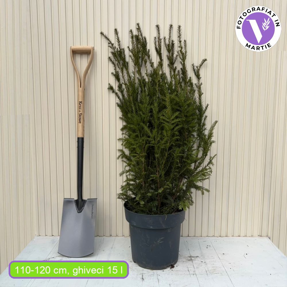Тис Groenland (Taxus baccata) – вечнозелен, компактен, идеален за жив плет