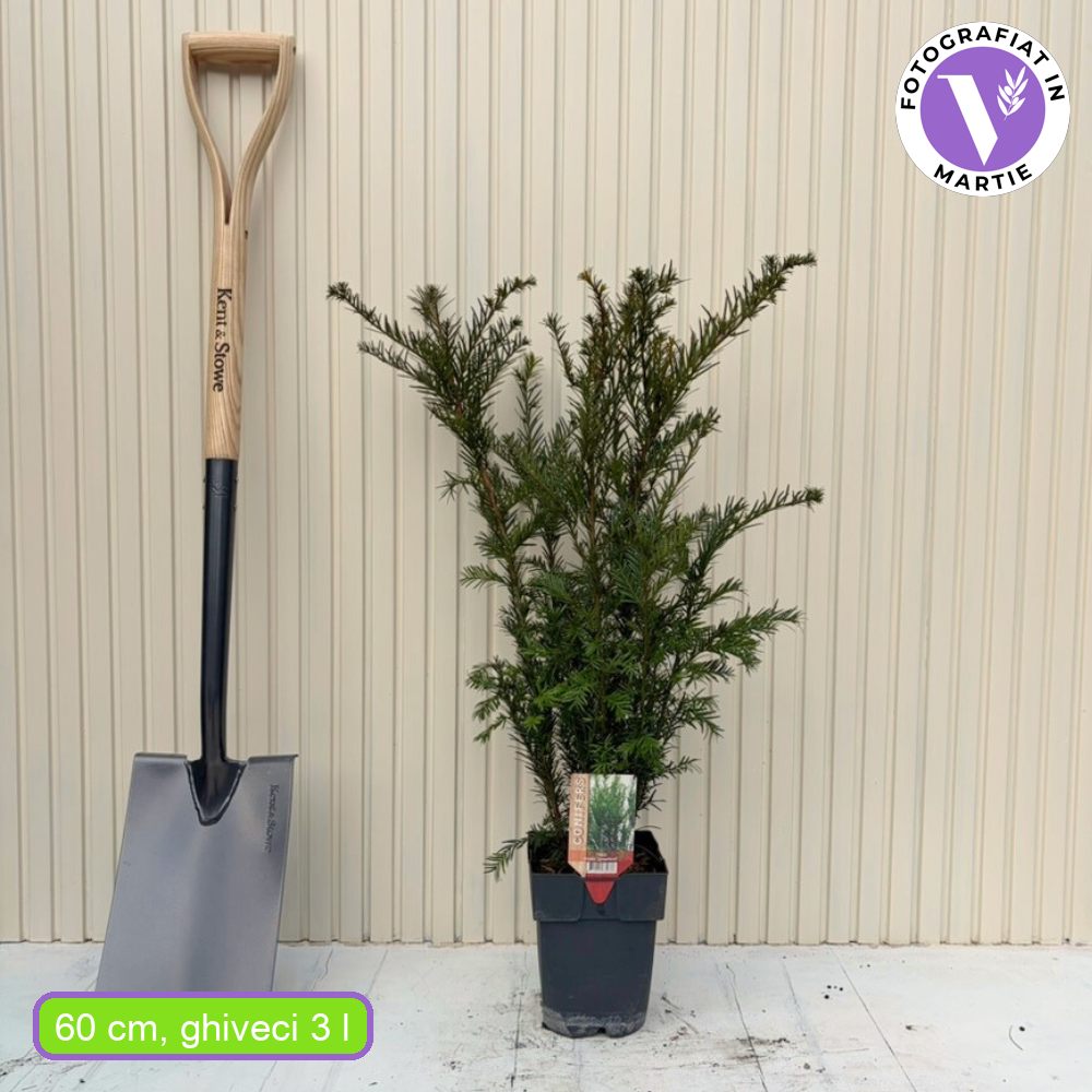Тис Groenland (Taxus baccata) – вечнозелен, компактен, идеален за жив плет