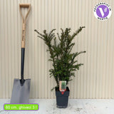Тис Groenland (Taxus baccata) – вечнозелен, компактен, идеален за жив плет