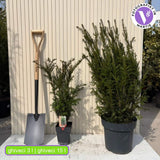 Тис Groenland (Taxus baccata) – вечнозелен, компактен, идеален за жив плет