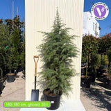 Хималайски кедър (Cedrus Deodara), със зелено-сребриста окраска и декоративни шишарки