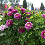 Божур дърво (Paeonia suffruticosa) с люляковорозови цветове – зашеметяващ цъфтеж и деликатен аромат