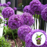 Луковици декоративен лук (Allium) Purple Sensation, с големи сферични виолетови цветове, бърз растеж, едногодишно
