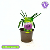 Луковици декоративен лук (Allium) Purple Sensation, с големи сферични виолетови цветове, бърз растеж, едногодишно