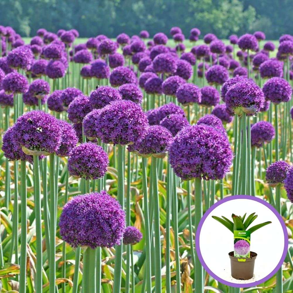 Декоративен лук (Allium) Ambassador – с ефектни сферични лилави цветове