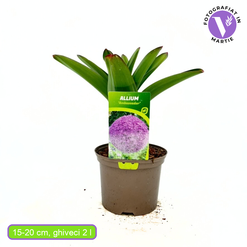 Декоративен лук (Allium) Ambassador – с ефектни сферични лилави цветове