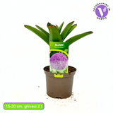 Декоративен лук (Allium) Ambassador – с ефектни сферични лилави цветове