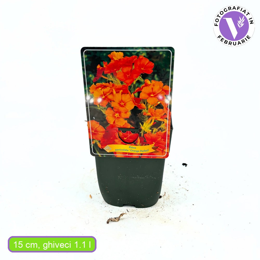Флокс Phlox paniculata 'Orange Perfection' – ароматни портокалови цветове, многогодишно