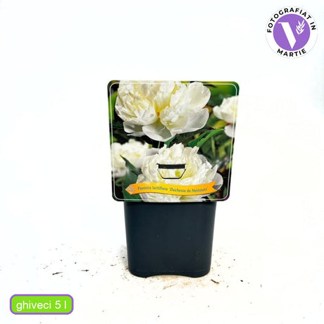 Божур Duchesse de Nemours, с кремаво-бели цветове