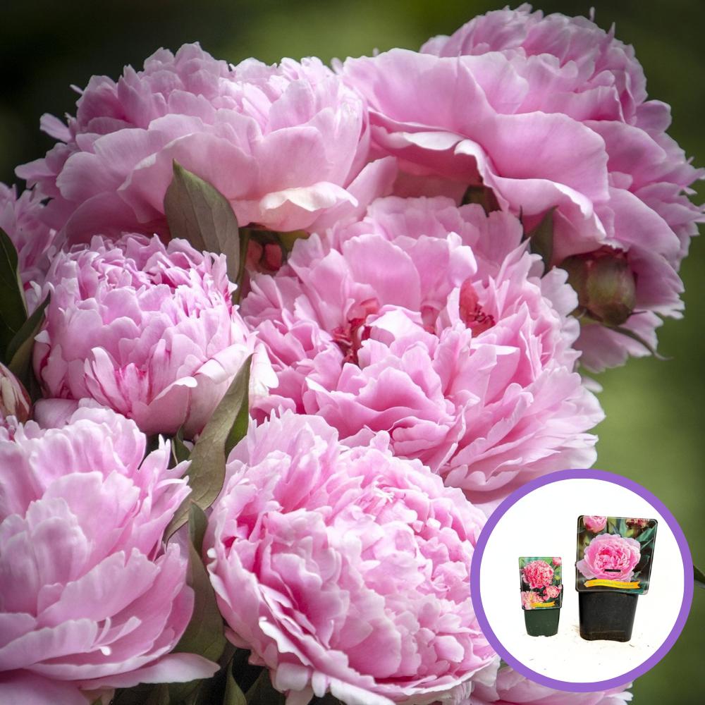 Благороден божур храстовиден Sarah Bernhardt, с розови цветове и силен аромат