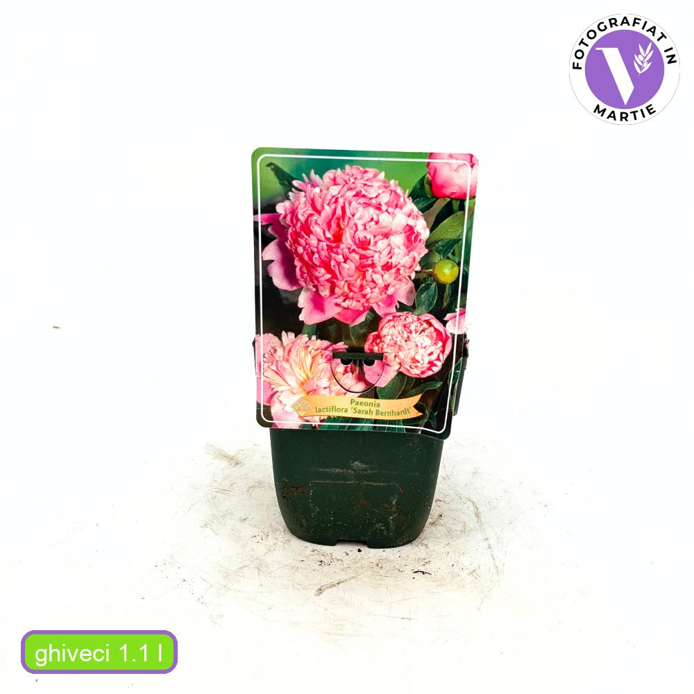 Благороден божур храстовиден Sarah Bernhardt, с розови цветове и силен аромат