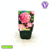 Благороден божур храстовиден Sarah Bernhardt, с розови цветове и силен аромат