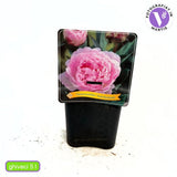 Благороден божур храстовиден Sarah Bernhardt, с розови цветове и силен аромат