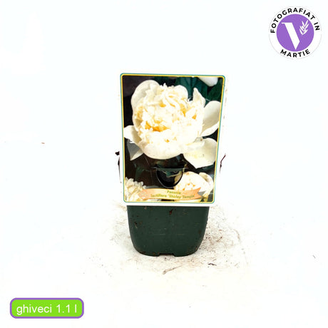 Благороден божур храстовиден Shirley Temple, с бледорозови бели цветове и интензивен аромат