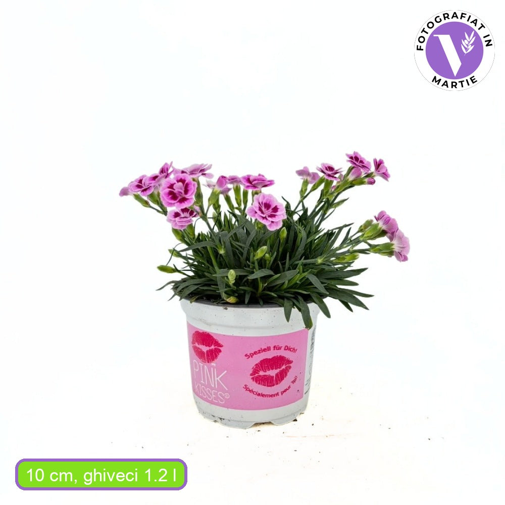 Карамфил (Dianthus) Pink Kisses, двуцветни цветове с нежен аромат