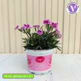 Карамфил (Dianthus) Pink Kisses, двуцветни цветове с нежен аромат