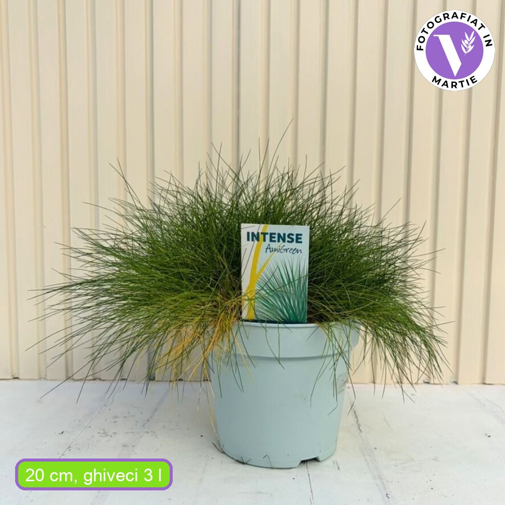 Фестука 'Pic Garlit' – компактна вечнозелена декоративна трева за алпинеуми и бордюри