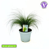 Декоративна трева опашка от пони (Stipa Tenuissima Pony Tails)