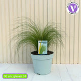 Декоративна трева опашка от пони (Stipa Tenuissima Pony Tails)