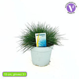 Festuca Glauca (Синя трева) Intens Blue, декоративна трева с интензивносини листа, компактна, идеална за бордюри и скални градини, устойчива на суша