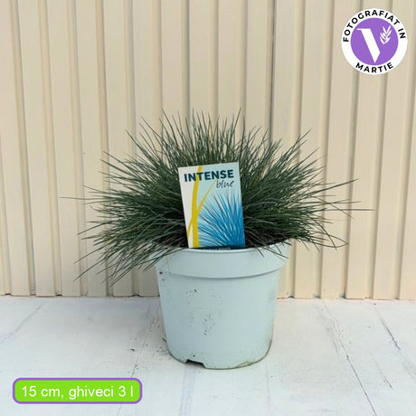 Festuca Glauca (Синя трева) Intens Blue, декоративна трева с интензивносини листа, компактна, идеална за бордюри и скални градини, устойчива на суша