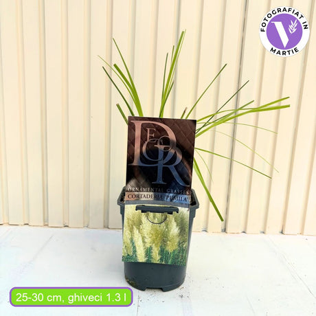 Пампаска трева (Cortaderia) Pumila, декоративна с бели класове