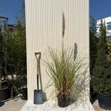 Пампаска трева (Cortaderia) Pumila, декоративна с бели класове