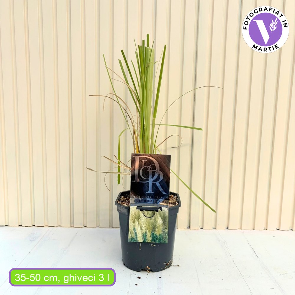 Пампаска трева (Cortaderia) Pumila, декоративна с бели класове