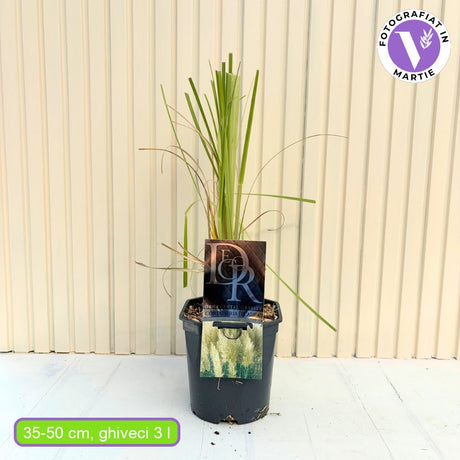 Пампаска трева (Cortaderia) Pumila, декоративна с бели класове