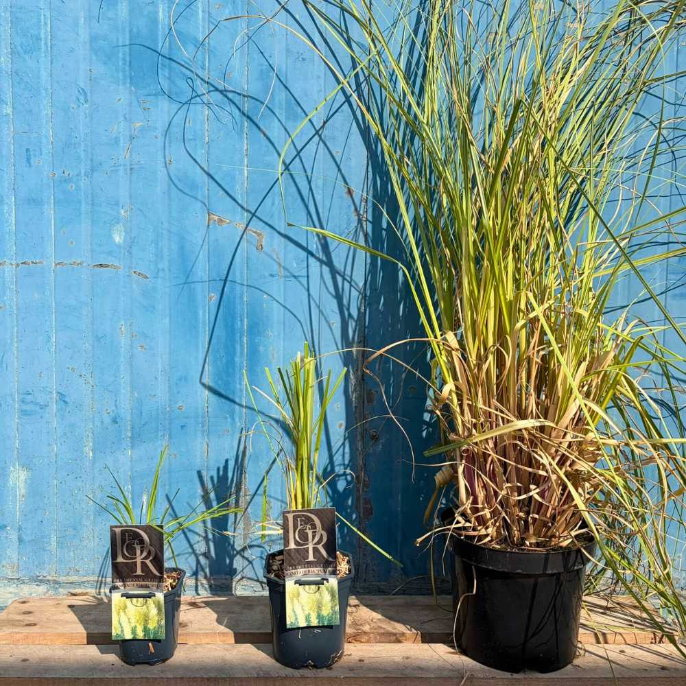 Пампаска трева (Cortaderia) Pumila, декоративна с бели класове