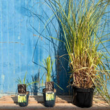 Пампаска трева (Cortaderia) Pumila, декоративна с бели класове