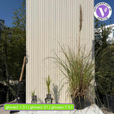 Пампаска трева (Cortaderia) Pumila, декоративна с бели класове