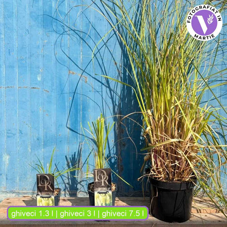 Пампаска трева (Cortaderia) Pumila, декоративна с бели класове