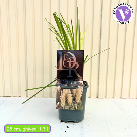 Пампаска трева Selloana (Cortaderia), с високи бели класове, много висока в зрялост