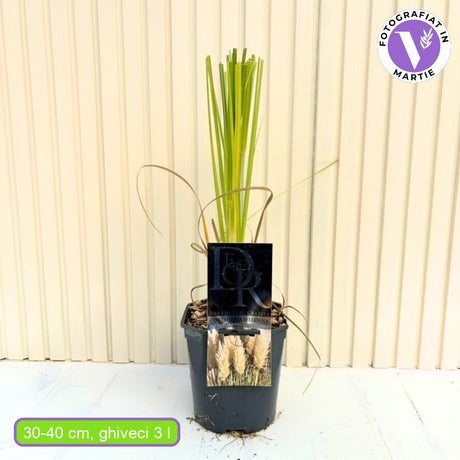 Пампаска трева Selloana (Cortaderia), с високи бели класове, много висока в зрялост