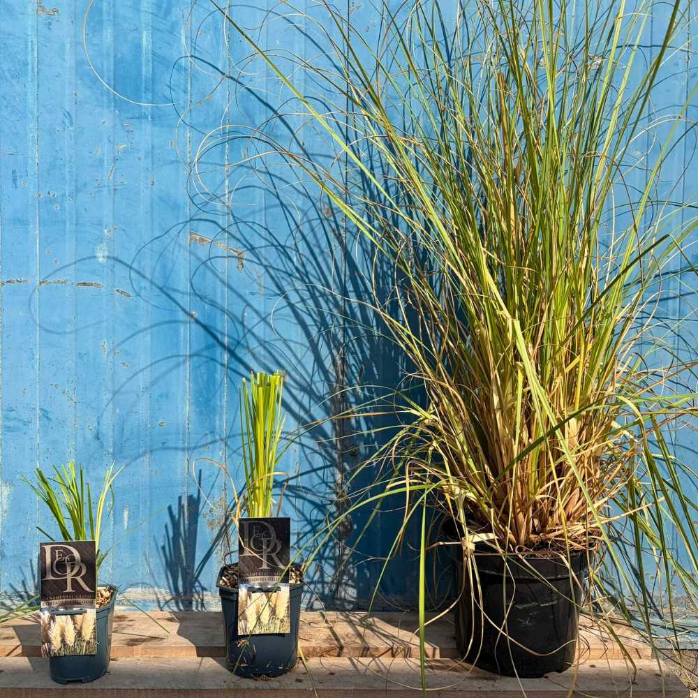 Пампаска трева Selloana (Cortaderia), с високи бели класове, много висока в зрялост