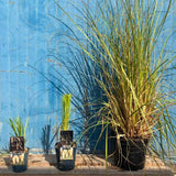 Пампаска трева Selloana (Cortaderia), с високи бели класове, много висока в зрялост