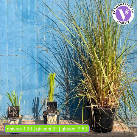 Пампаска трева Selloana (Cortaderia), с високи бели класове, много висока в зрялост