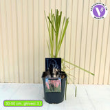 Пампаска трева (Cortaderia) Rosea, декоративна с големи розови класове