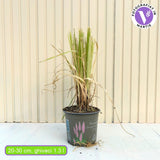 Пампаска трева (Cortaderia) Rosea, декоративна с големи розови класове